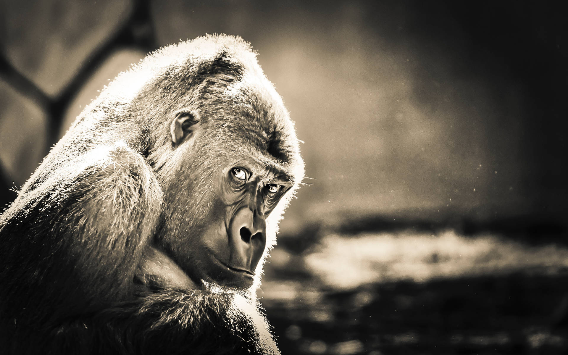 Seje Gorilla-billeder