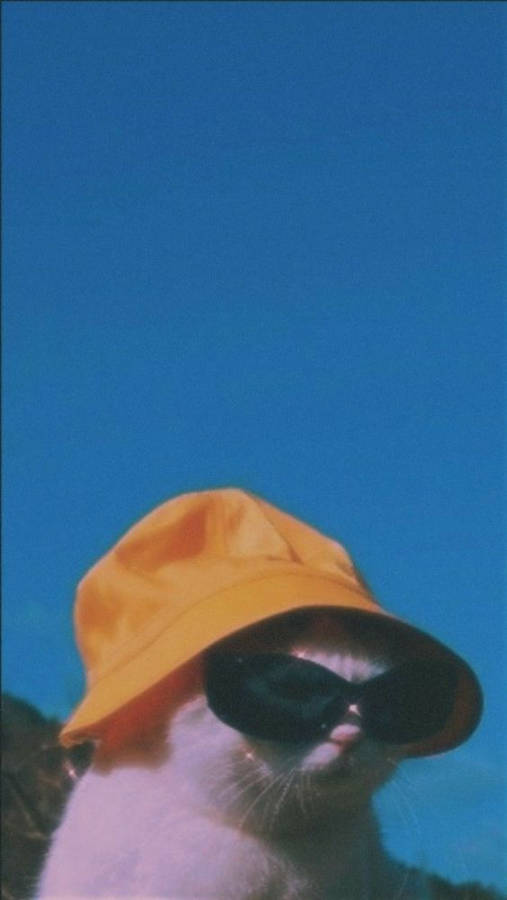 Seje Vibes Wallpaper
