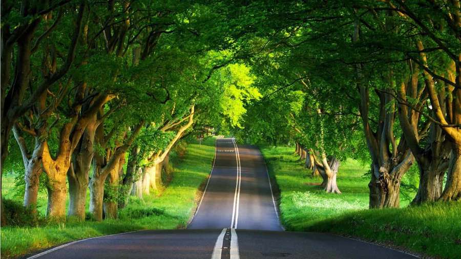 A winding road shaded by tall green trees in a forest. — Selfie Background