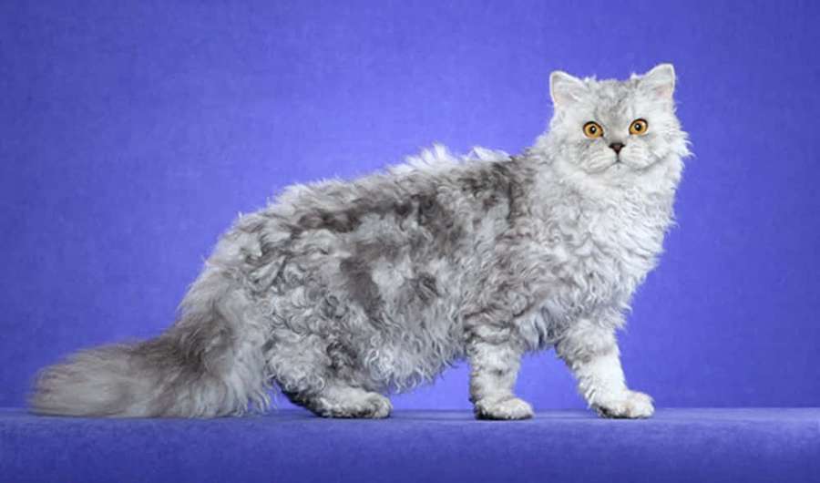 Pörröinen hopeakissa oransseilla silmillä seisomassa violetilla pinnalla. — Selkirk Rex Taustakuvat