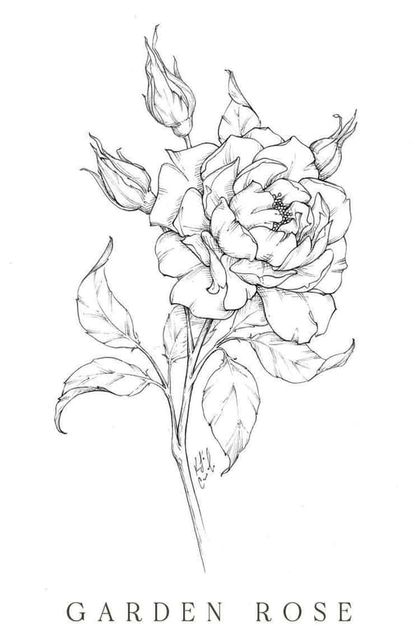 Seni Mawar Wallpaper