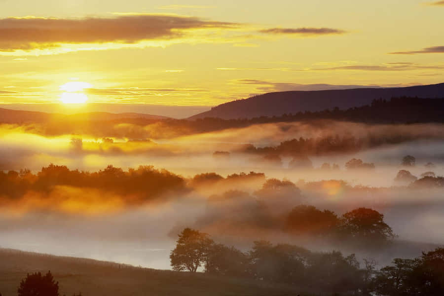 Senja Kuning Wallpaper