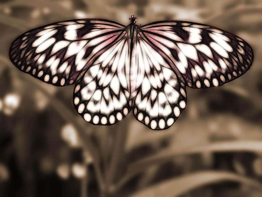 Una mariposa con alas de patrones blancos y negros en suaves tonos sepia. — Sepia Fondos de pantalla