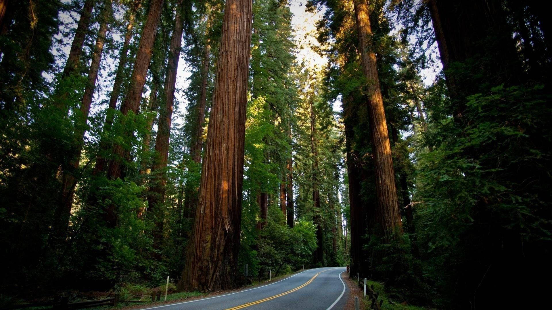 Sequoia Papel de Parede