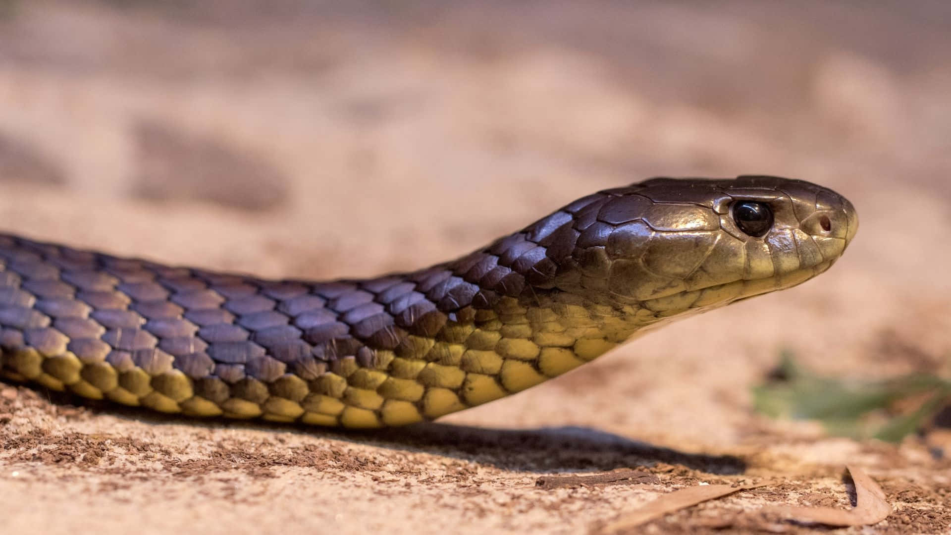 Serpent Tigre Fond d'écran