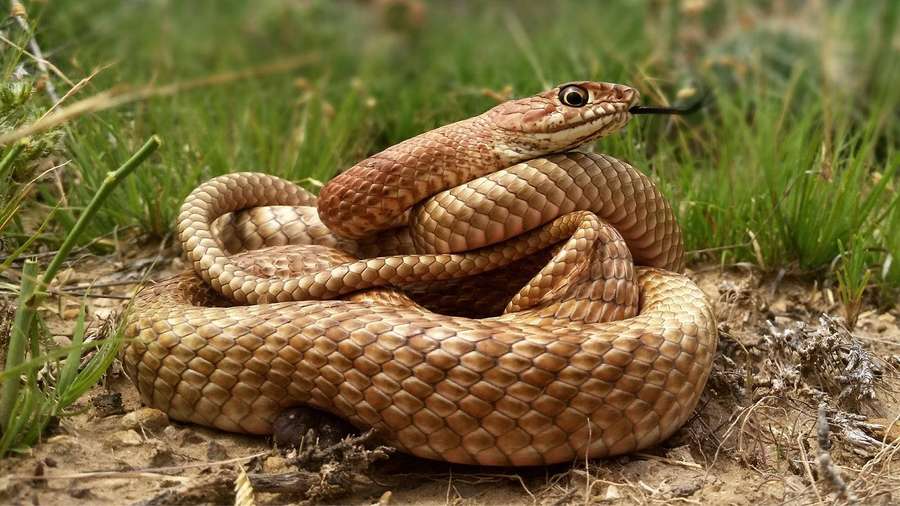 Serpiente marrón enroscada con lengua bífida en terreno herboso — Serpiente Gopher Fondos de pantalla