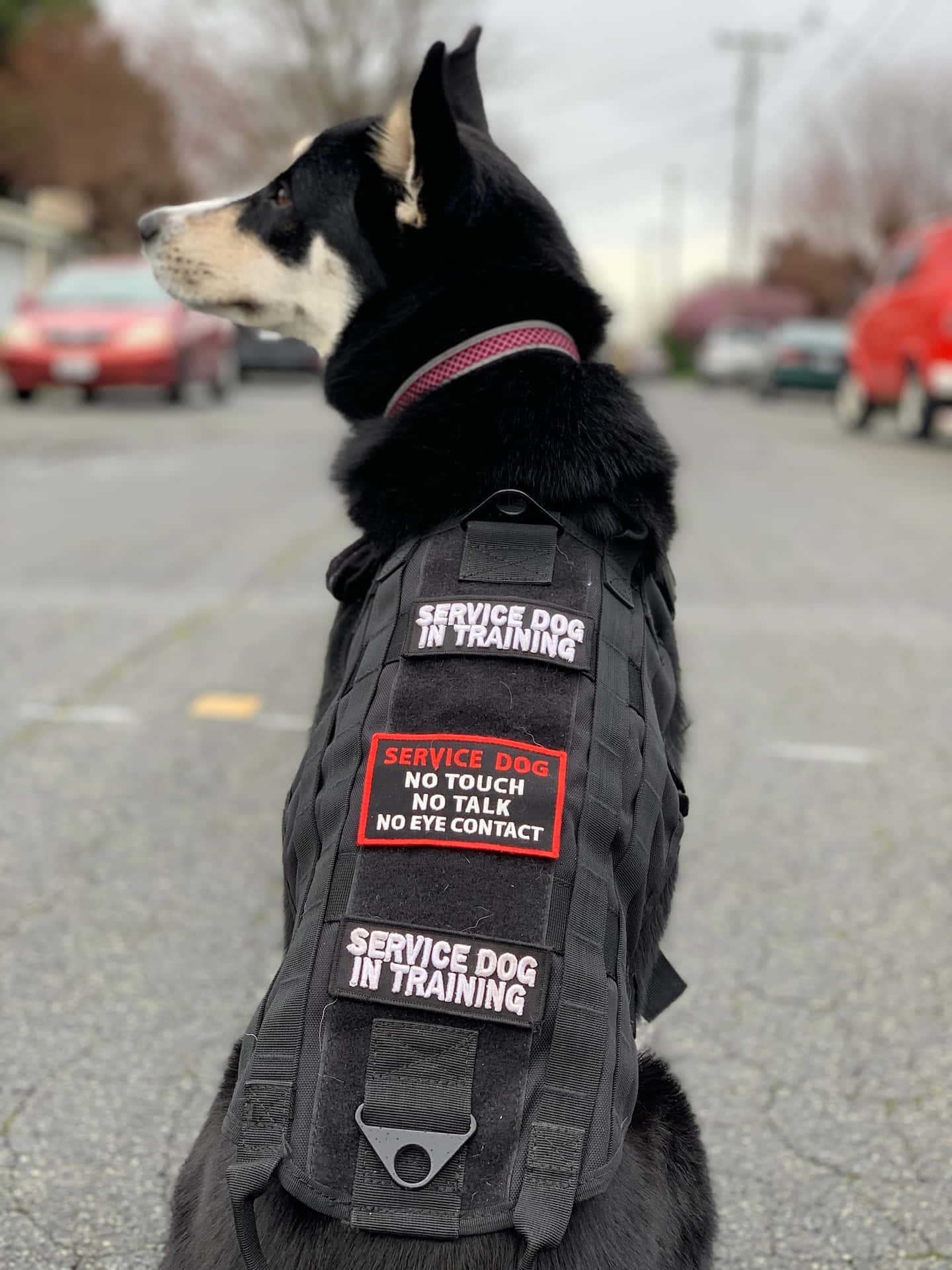 Servicehund Bakgrunnsbildet