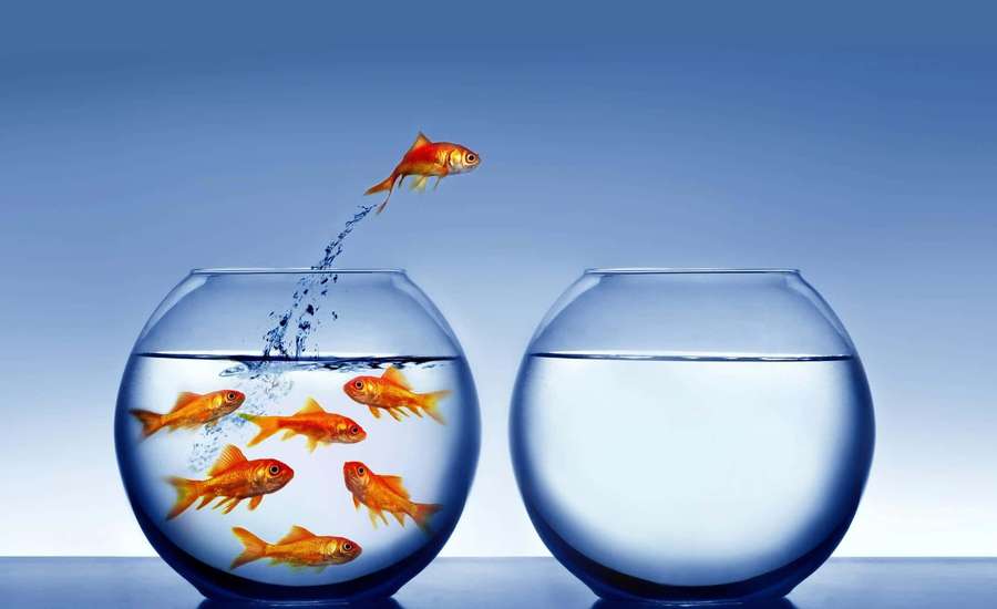 Goldfish jumping from full bowl to empty bowl symbolizing freedom. — Several Wallpaper
