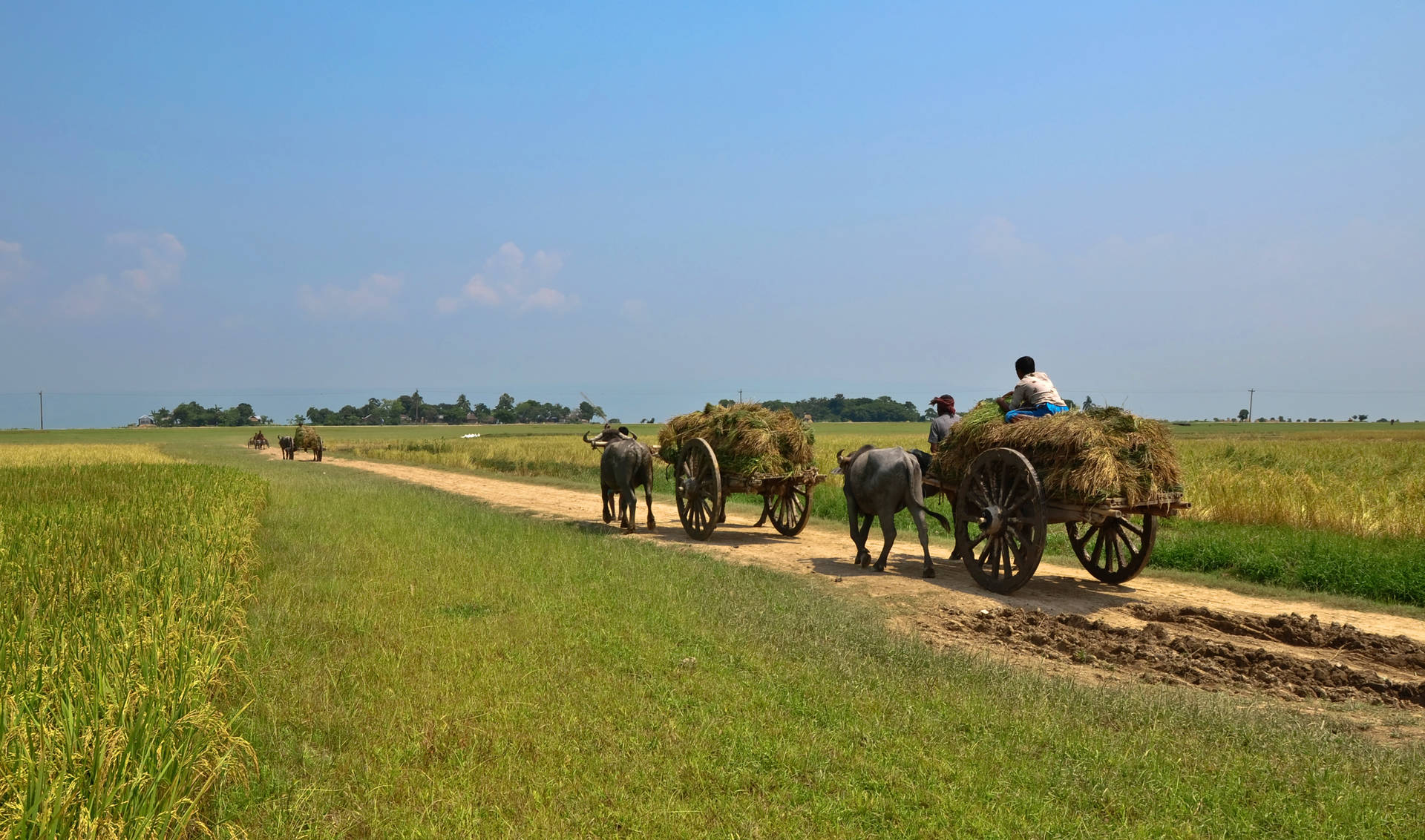 Sfondo Del Bangladesh