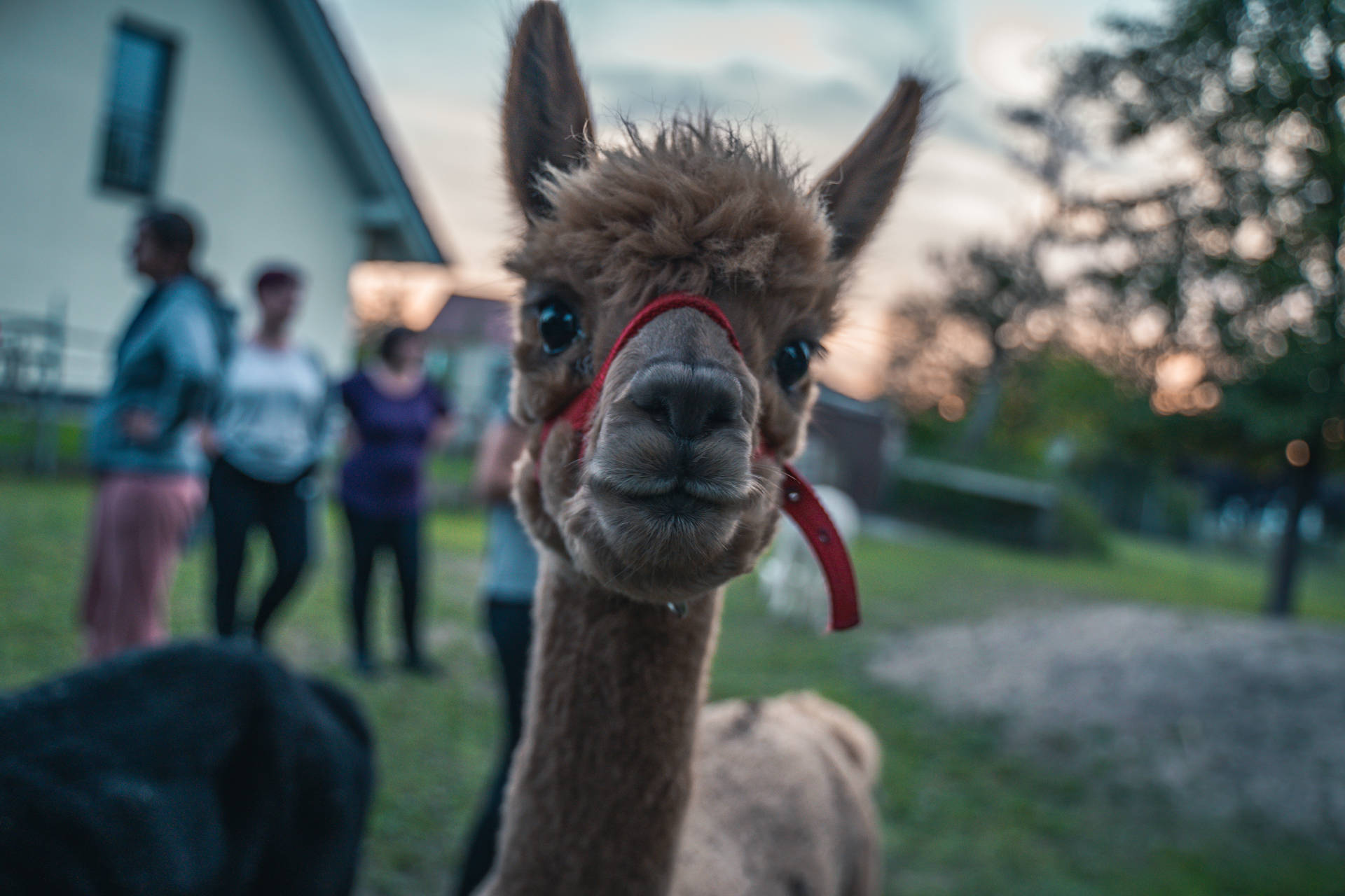 Sfondo Di Alpaca