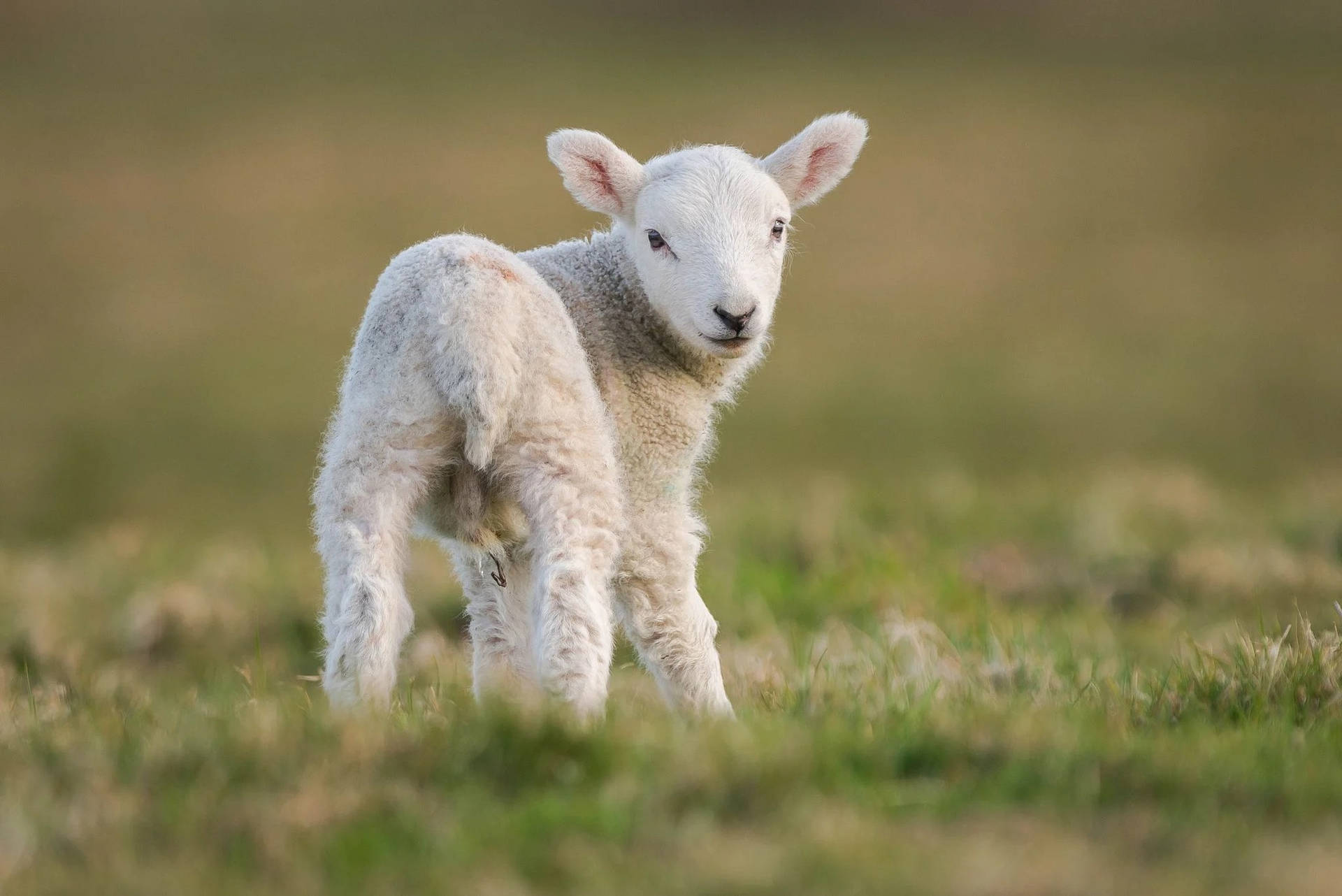 Sfondo Di Capra Bambino