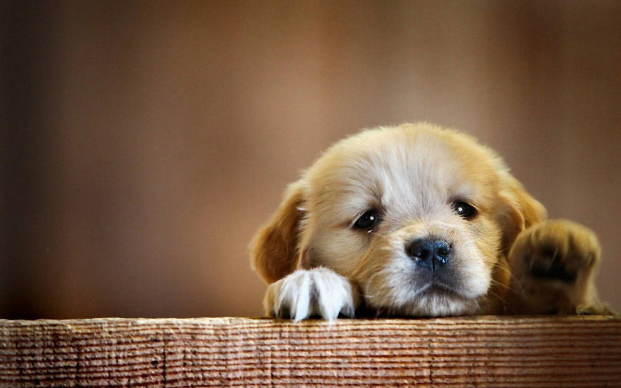 Sfondo Di Cucciolo Di Cane