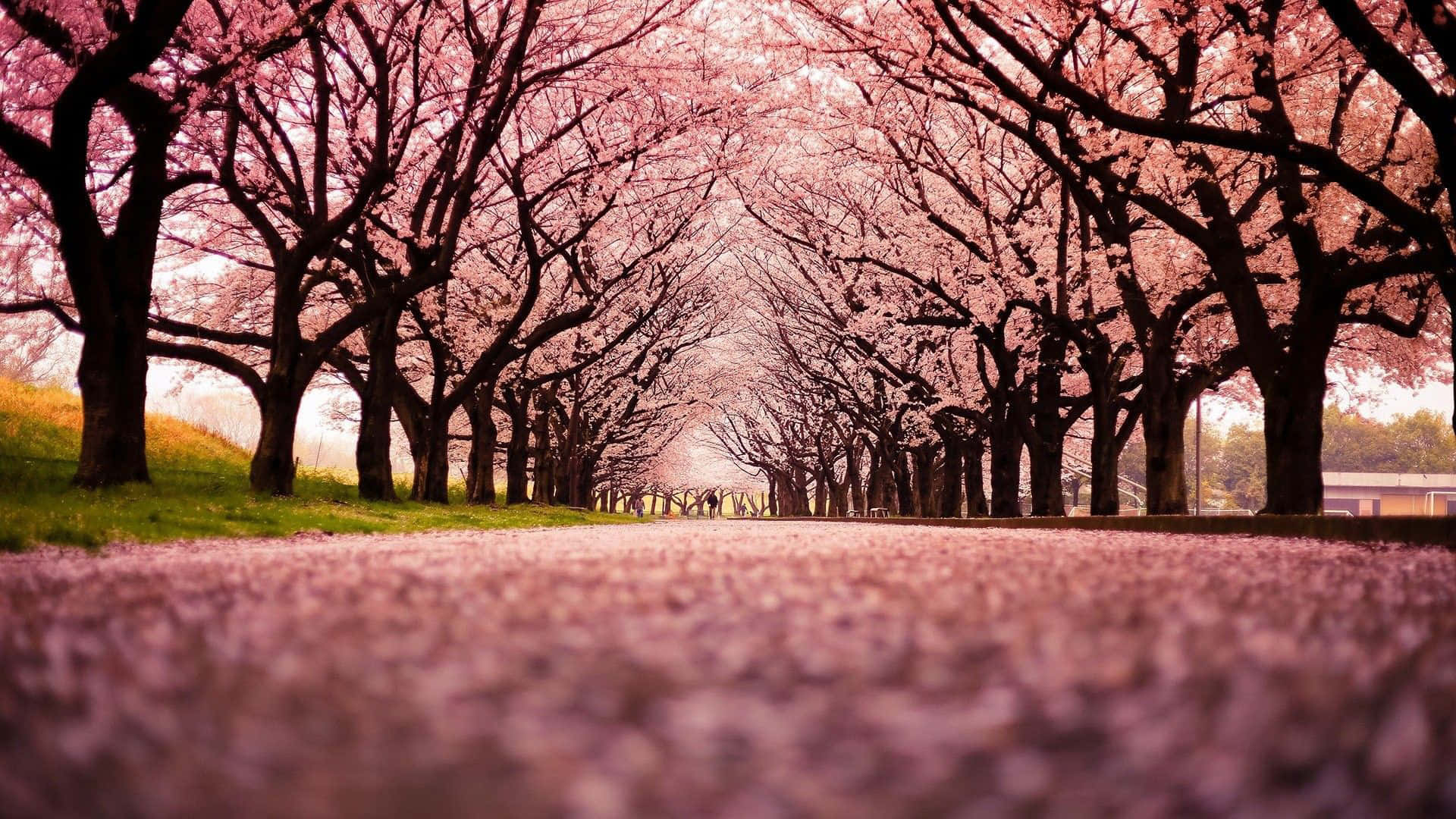 Sfondo Di Fiori Di Ciliegio Rosa