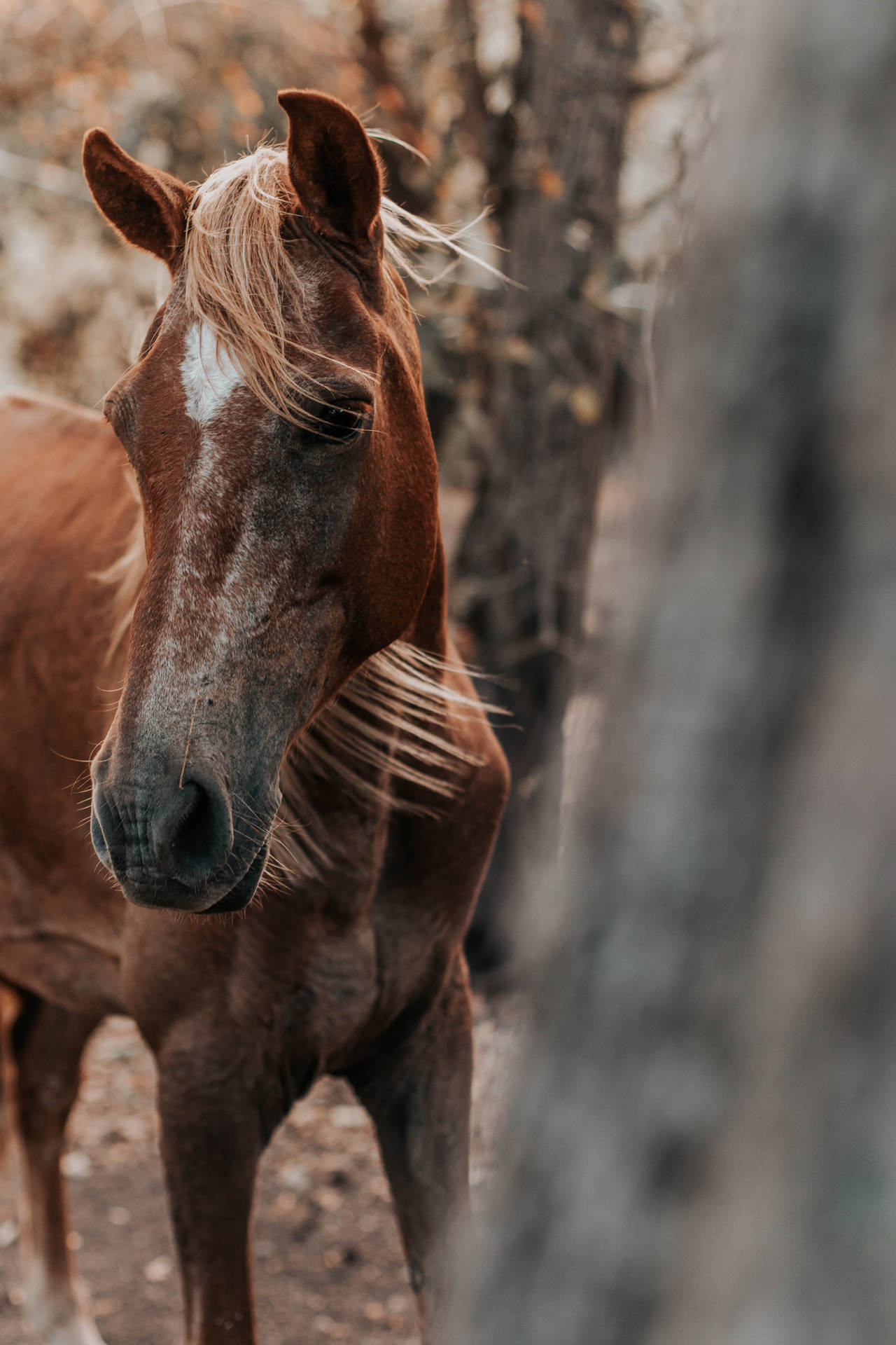 Sfondo Di Iphone Di Cavallo