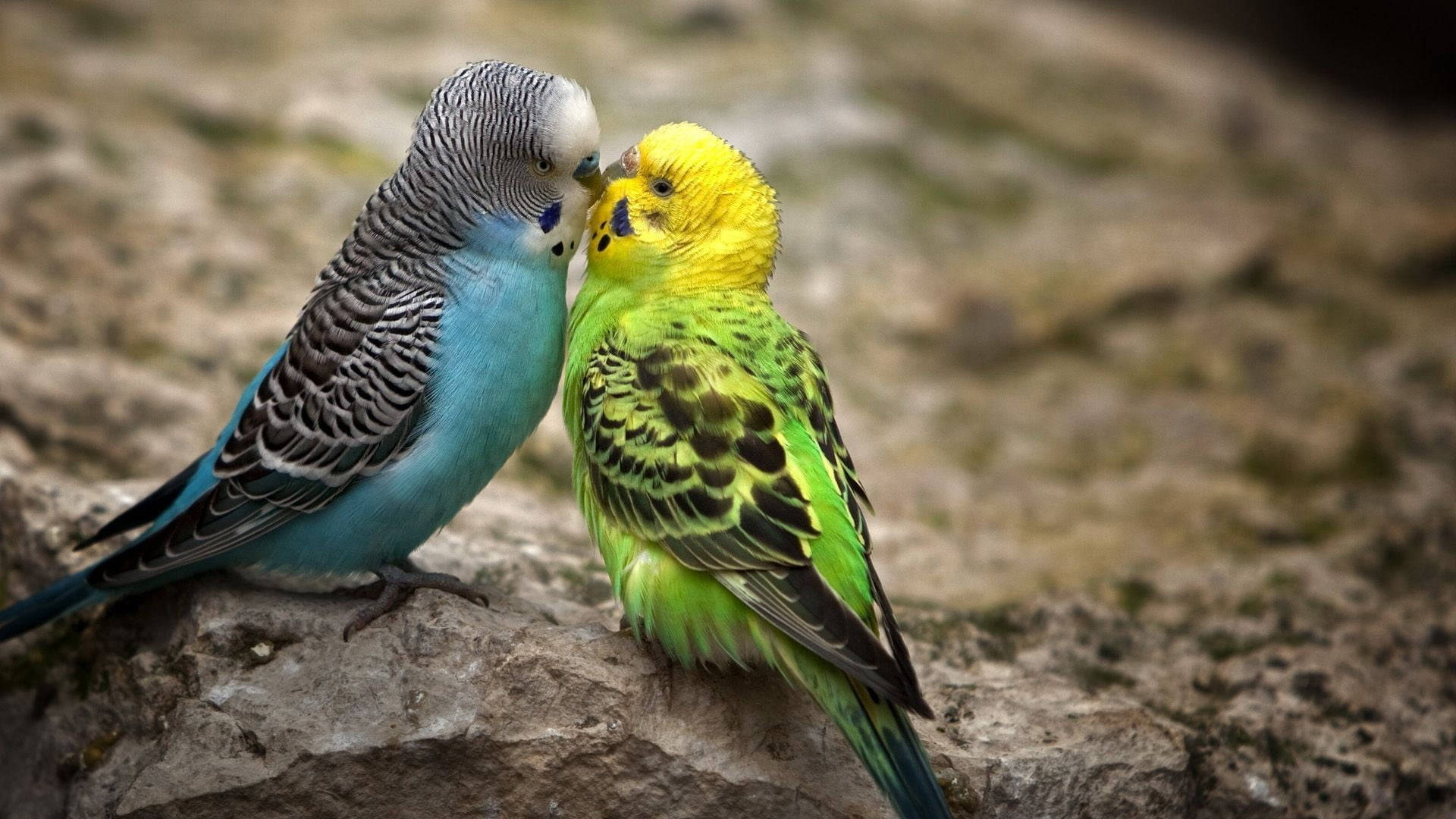 Sfondo Di Uccelli Di Amore