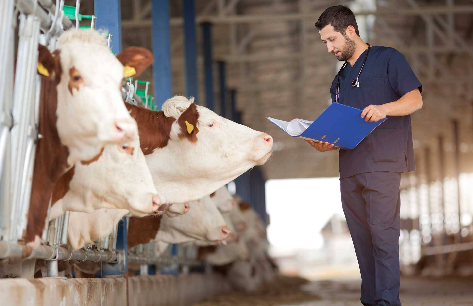 Sfondo Veterinario