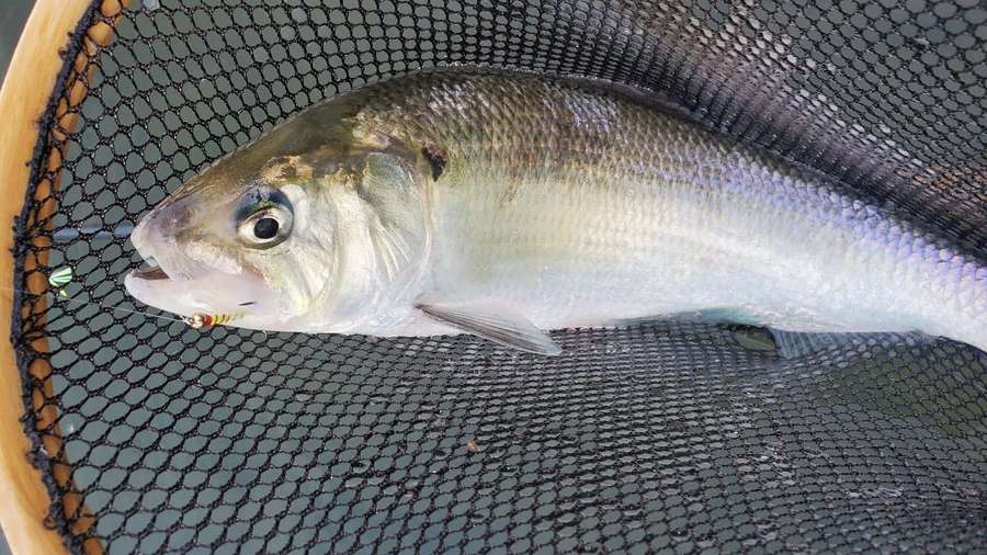 Peixe prateado em rede de pesca de malha preta com borda de madeira — Shad Papéis de Parede