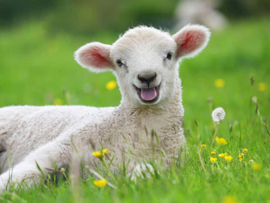 Sheep Pictures Wallpaper