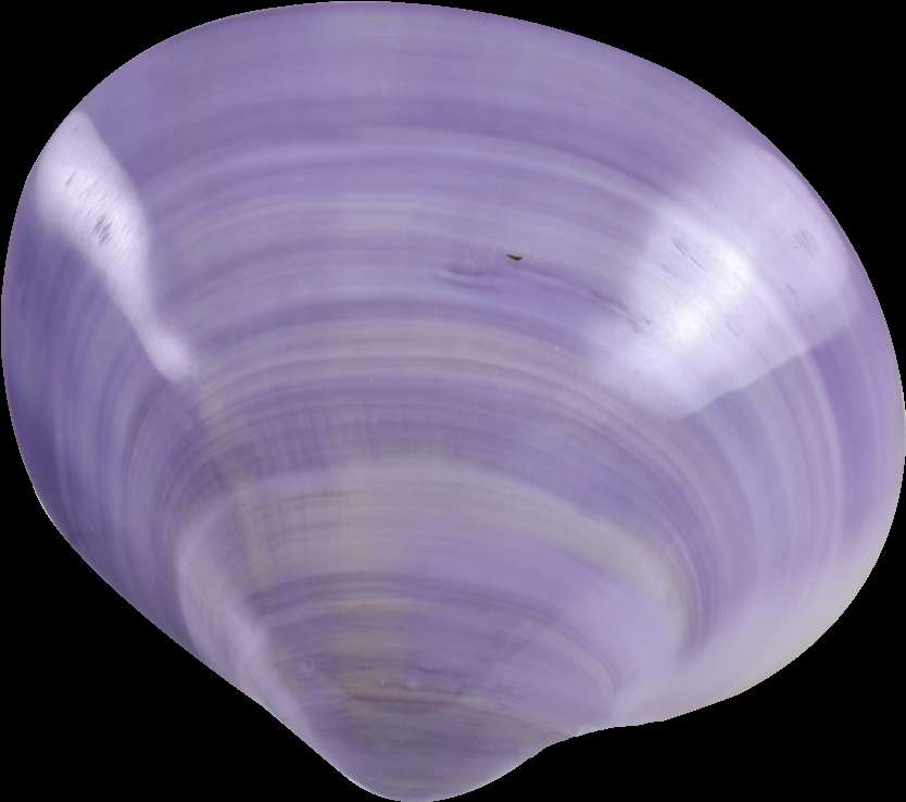 A glossy purple and white seashell with swirling patterns. — Shell PNG