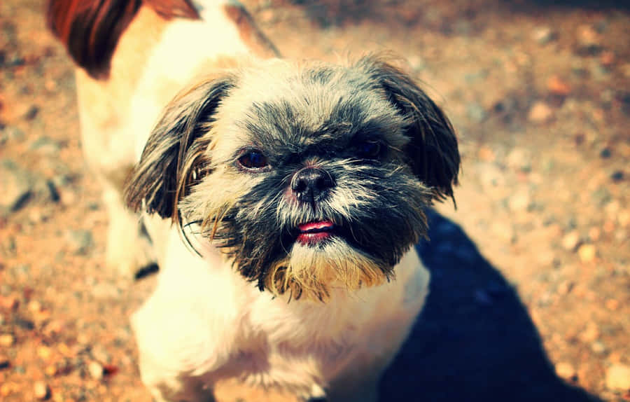 Shih Tzu Bakgrunnsbildet