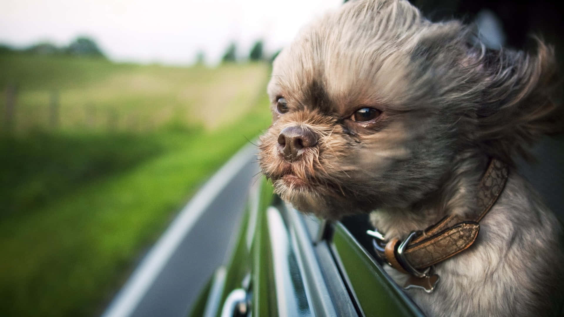 Shih Tzu Fond d'écran