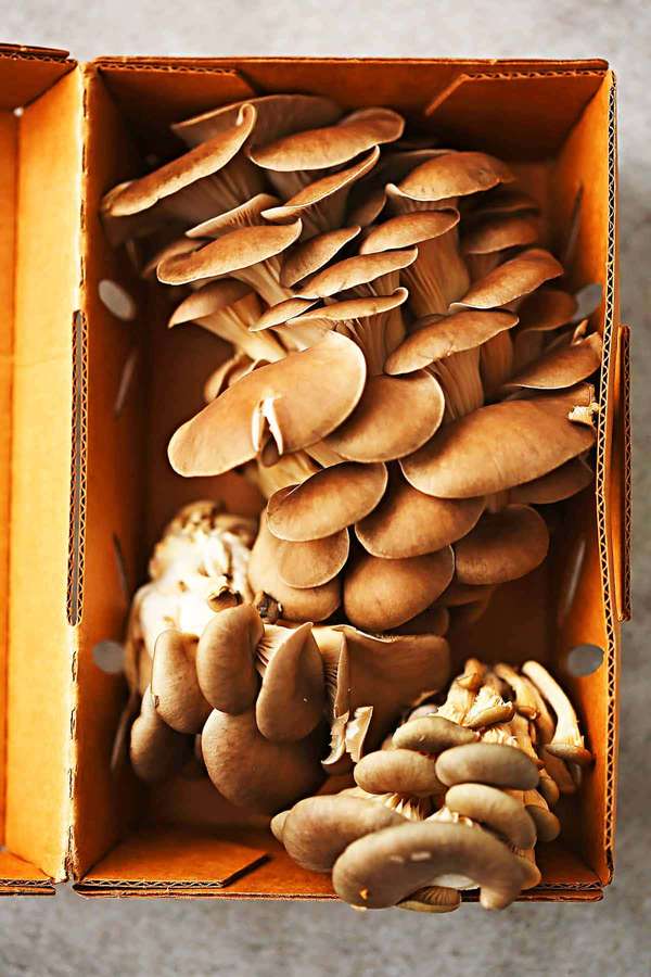 Frische braune Austernpilze in einem offenen Karton. — Shoe Box Bilder