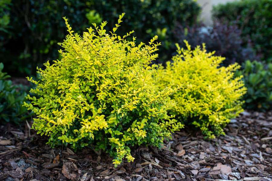 Two bright yellow-green shrubs in a mulched garden bed with blurred green background. — Shrubs Wallpaper