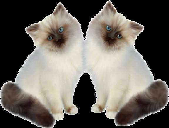 Two fluffy cream kittens with blue eyes and dark paws sitting side by side. — Siamese PNG