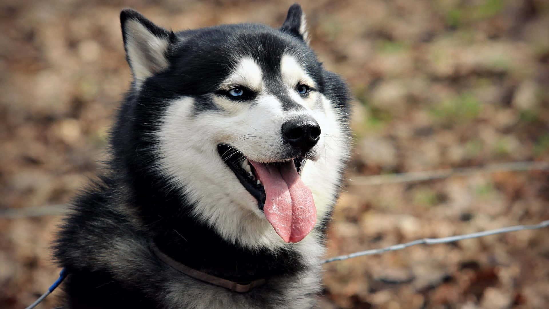 Siberian Husky Bakgrund