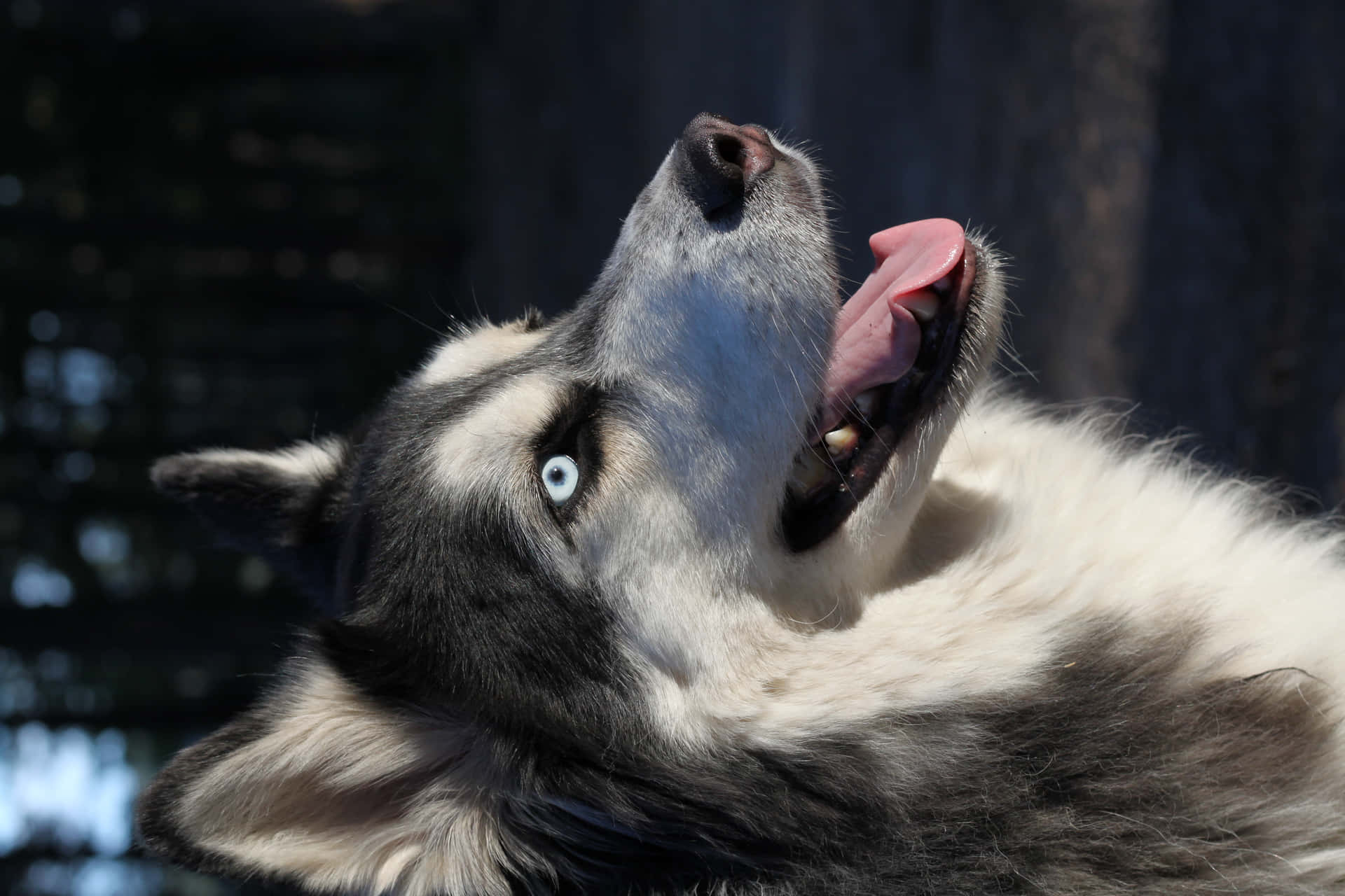 Siberische Husky Achtergrond