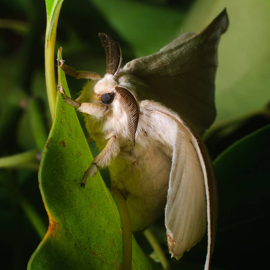 Silkmoth Taustakuva