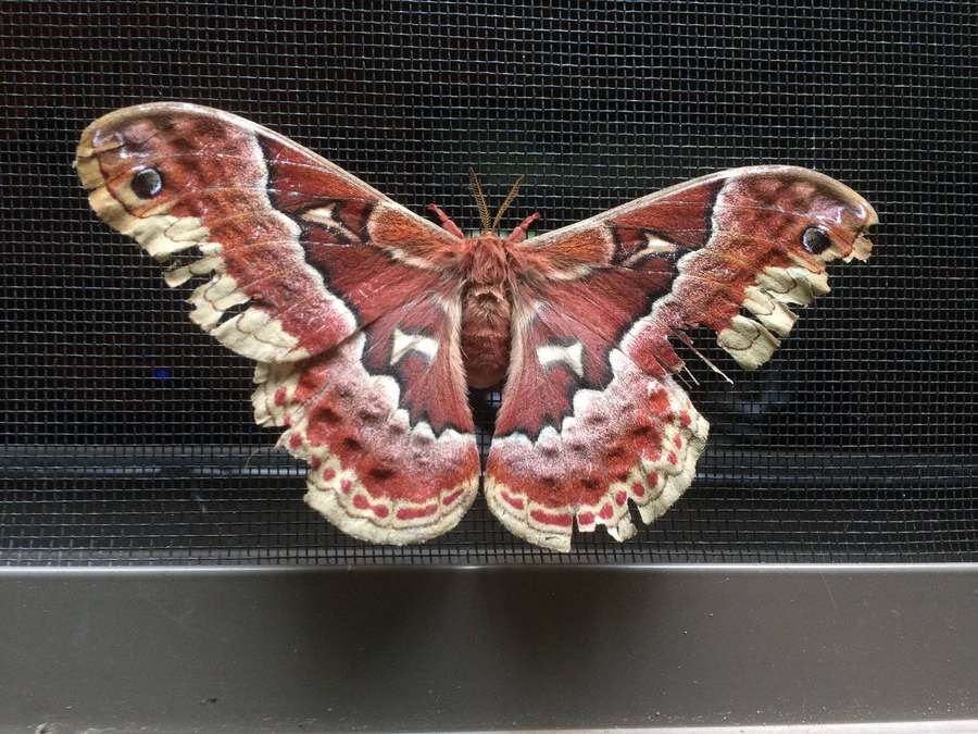 A large red and cream moth with eye spots on a black mesh screen. — Silkmoth Wallpaper