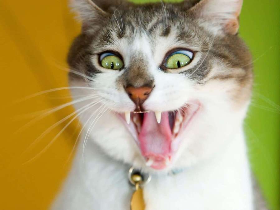 A tabby cat with green eyes baring its teeth in a yell. — Silly Cat Picture