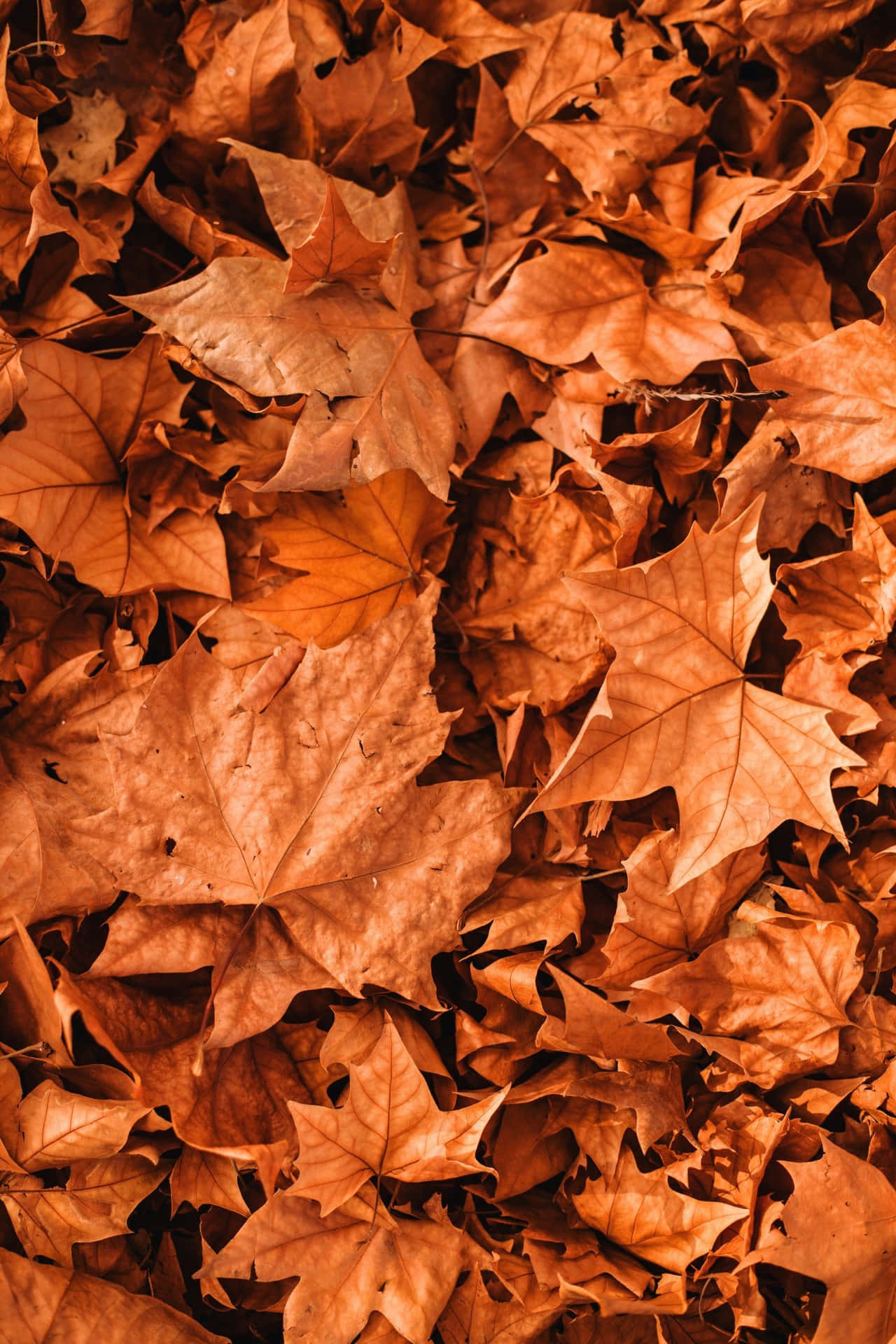 Simple Fall Background Wallpaper