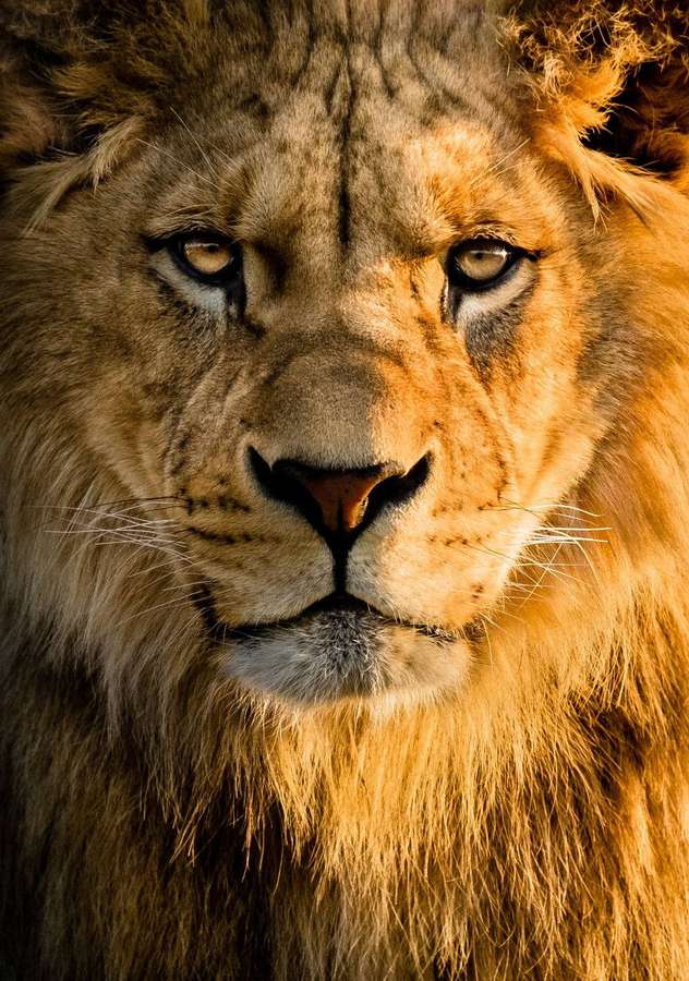 Close-up wajah singa jantan dengan mata intens dan surai emas. — Singa 3D Wallpaper