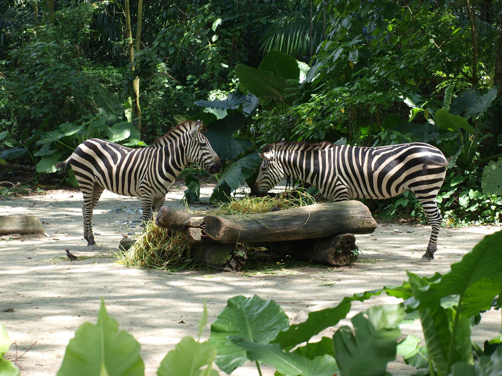 Singapore Zoo Wallpaper