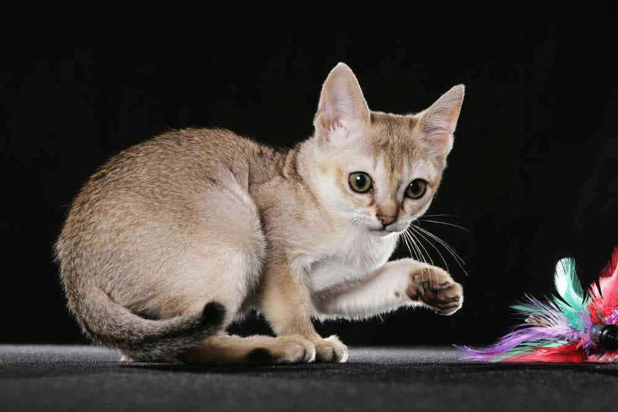 A playful sand-colored kitten reaching for a colorful feather toy on a dark surface. — Singapura Wallpaper