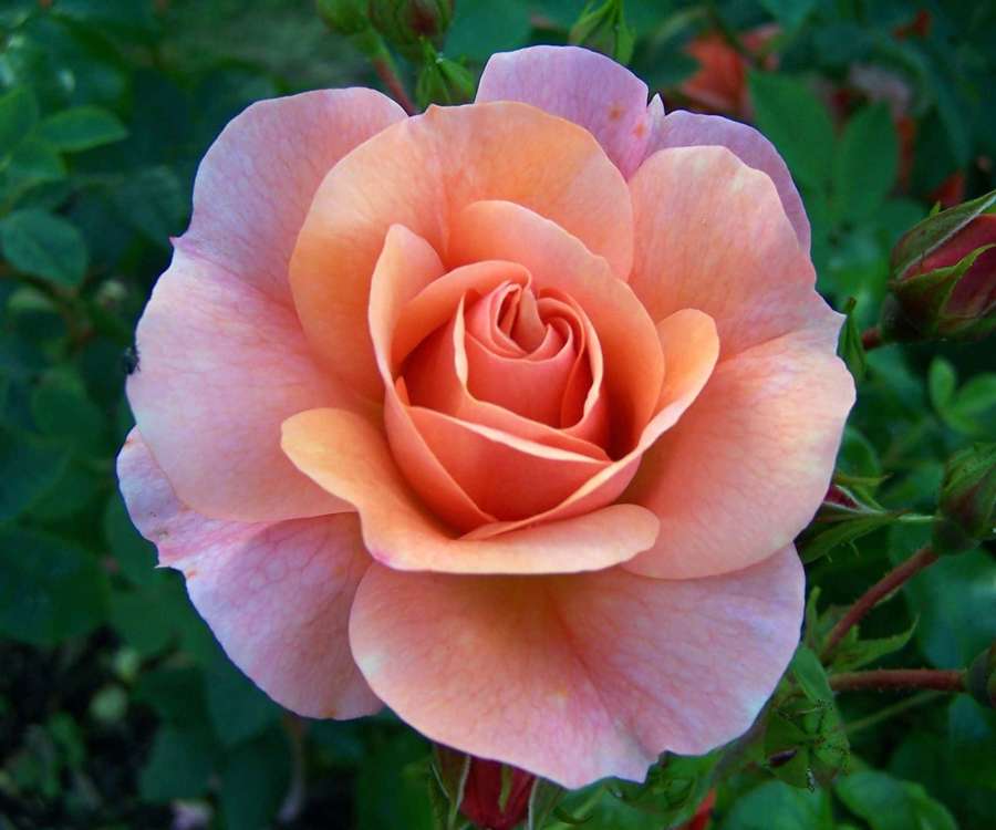 A peach rose in full bloom with green foliage in the background. — Single Rose Wallpaper