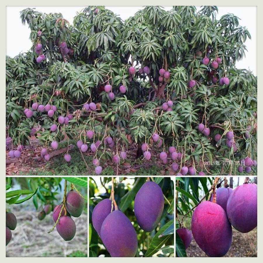 Mangopuu täynnä kypsiä violetteja hedelmiä roikkumassa oksilla. — Sininen Mango Taustakuvat