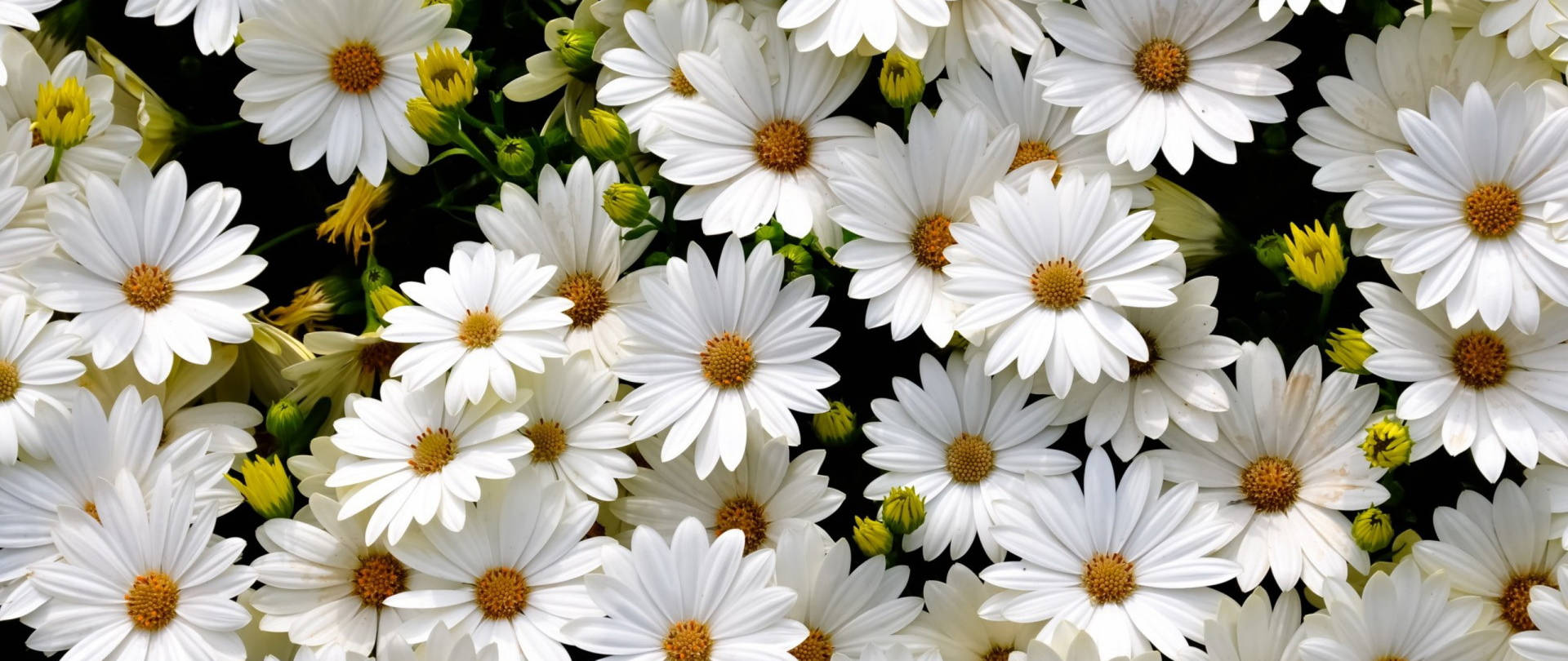Daisies wallpaper: Hình nền hoa cúc sẽ mang lại cho bạn một trang chủ mới tinh! Ảnh daisies wallpaper với hình ảnh hoa cúc đầy tươi sáng và sinh động sẽ làm cho không gian sống của bạn trở nên vui vẻ và rực rỡ.