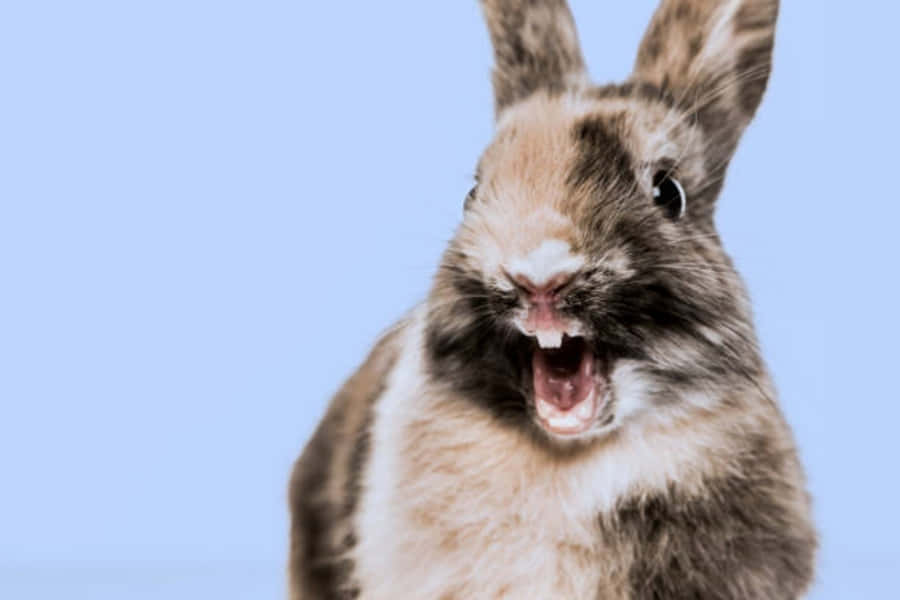 Sjove Bunny-billeder