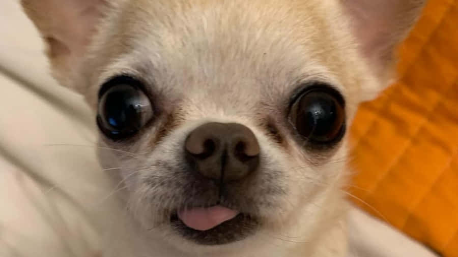 Sjove Chihuahua-billeder