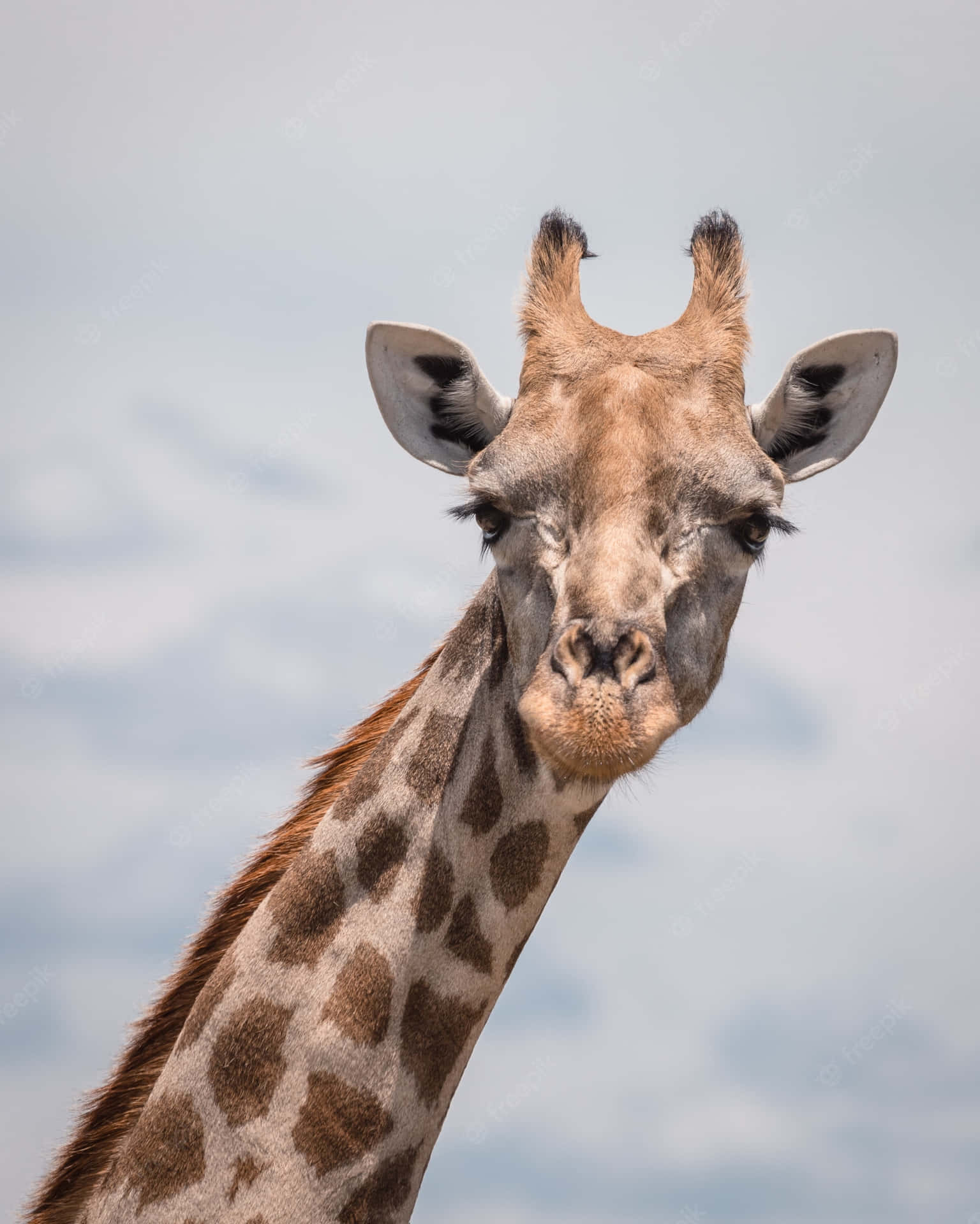 Sjove Giraff-billeder