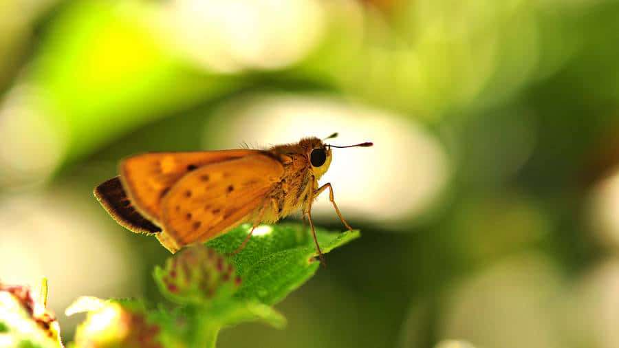 An orange butterfly with dark spots rests on a green leaf in a sunlit garden. — Skipper Butterfly Wallpaper