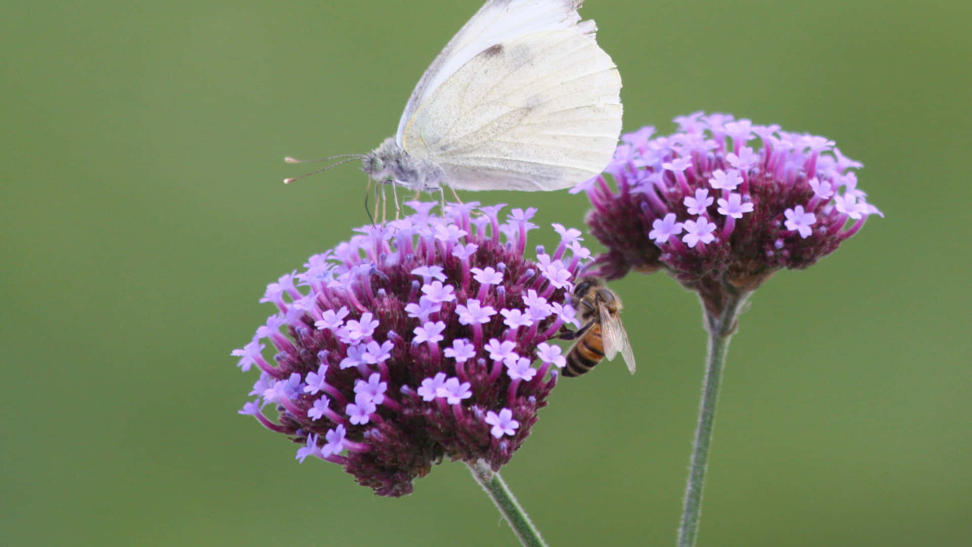 Skipper Butterfly Bakgrunnsbildet