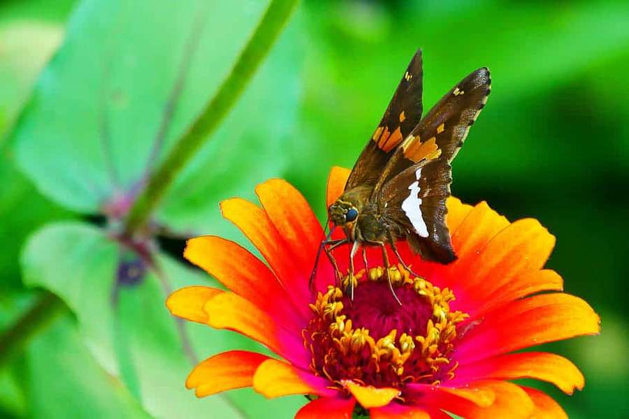 Ruskea ja oranssi perhonen lepäämässä kirkkaan oranssilla ja vaaleanpunaisella zinnia-kukalla. — Skipper-perhonen Taustakuvat