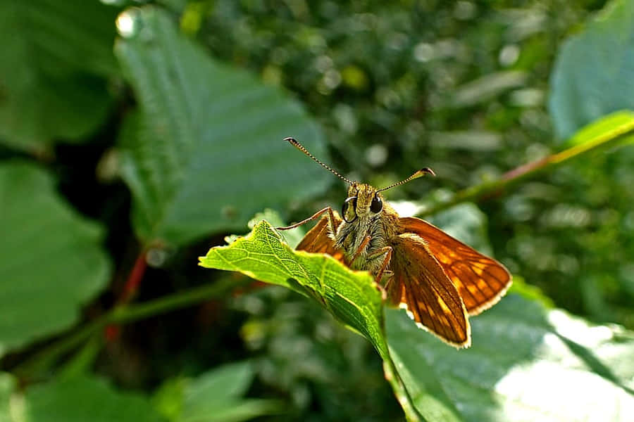 Skipper Vlinder Achtergrond