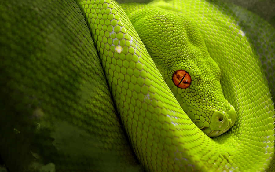 Skrämmande Snake Bilder