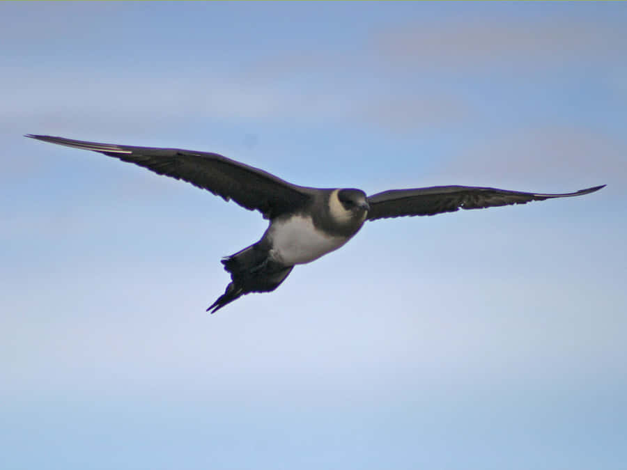 Skua Achtergrond