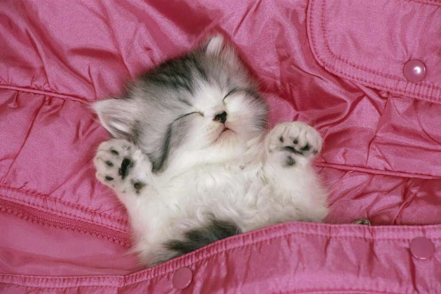 A sleeping kitten with paws up on a pink jacket — Sleeping cat Picture